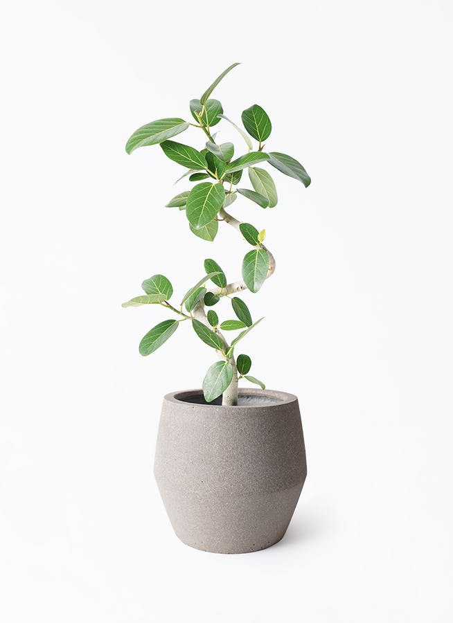 K*i様 フィカス　ベンガレンシス　観葉植物　7号　約110センチ 2 フィカス ベンガレンシス 【観葉植物 リビングやオフィス向き