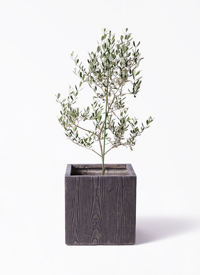 オリーブの木,た植物/観葉植物ルッカ『特大、綺麗な樹形。幹太❗️樹高約200㌢ オリーブの木,た植物/観葉植物ルッカ『特大、綺麗な樹形。幹太