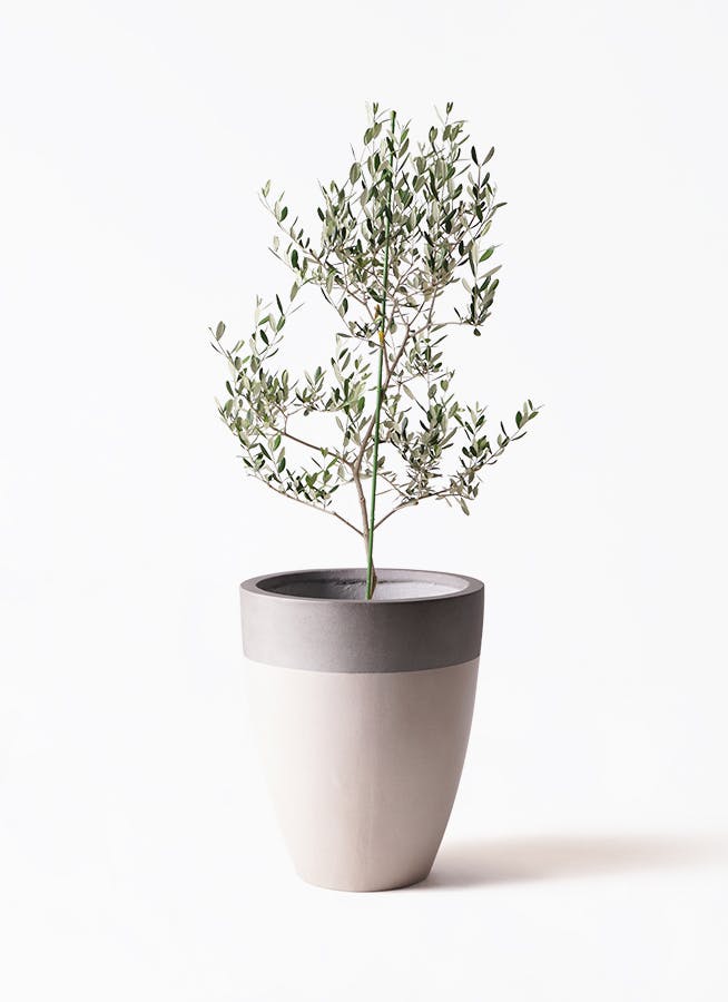Olive オリーブの木 ルッカ Lucca 5号鉢 オリーブ オリーブの木 ルッカ | 観葉植物 | 送料無料でお届け - Hitohana