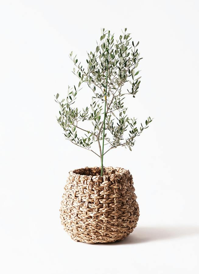 オリーブの木 ルッカ | 観葉植物 | 送料無料でお届け - Hitohana（ひと