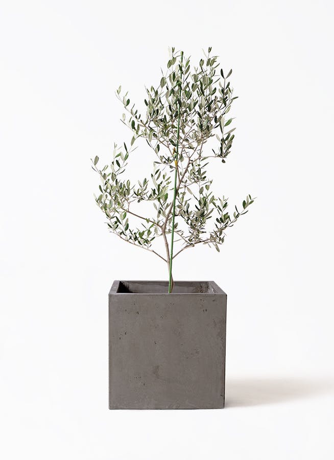 Olive オリーブの木 ルッカ Lucca 5号鉢 オリーブ 観葉植物 オリーブ 8号 ルッカ エコストーントールタイプ Gray