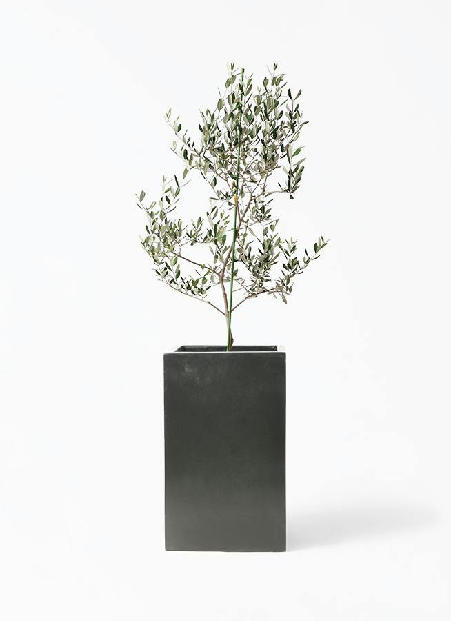 olive-lucca-246_1.jpg