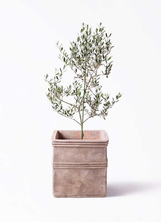オリーブの木 ルッカ | 観葉植物 | 送料無料でお届け - Hitohana