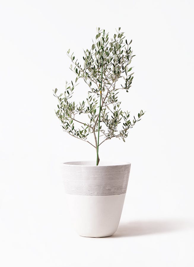 シュロチク 棕櫚竹 8号 白鉢 130cm 洋風です。 【公式通販】