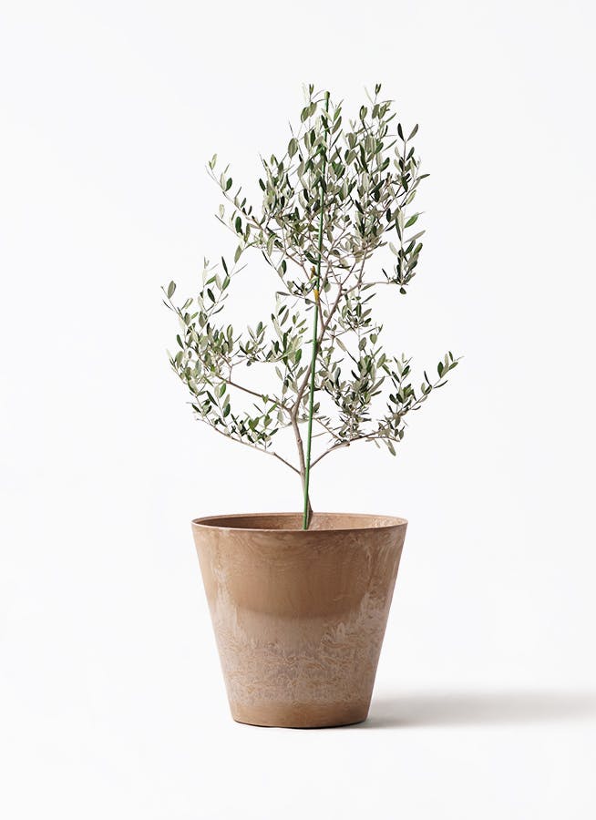 オリーブ『ルッカ』全長155㌢オリーブの木,た植物/観葉植物