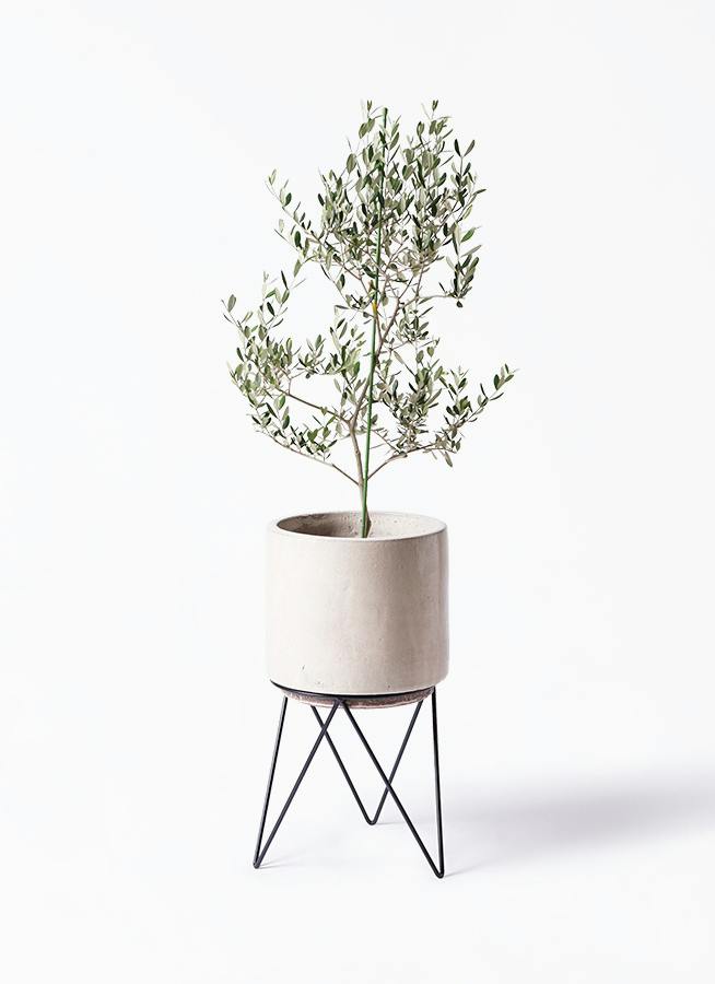 小倉園のオリーブ ルッカ | 観葉植物通販HitoHana(ひとはな)