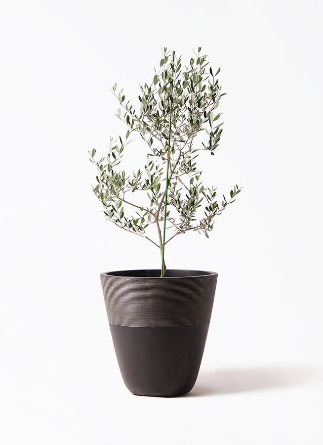 Olive オリーブの木 ルッカ Lucca 5号鉢 オリーブ 観葉植物 オリーブ 8号 ルッカ エディラウンド グレイ 付き