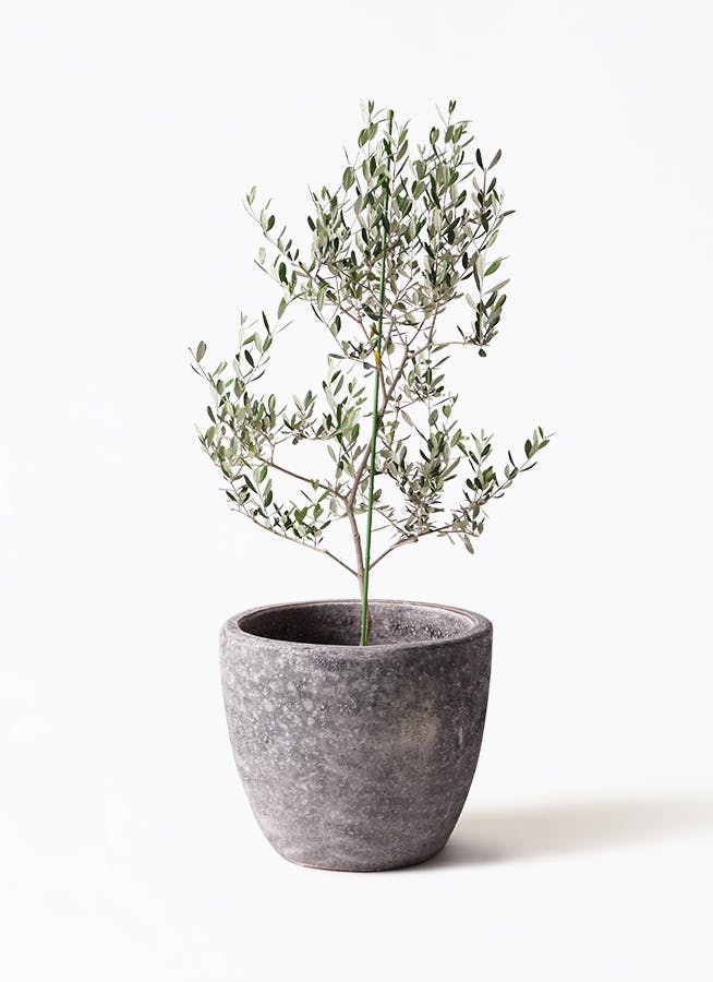 オリーブの木 ルッカ | 観葉植物 | 送料無料でお届け - Hitohana