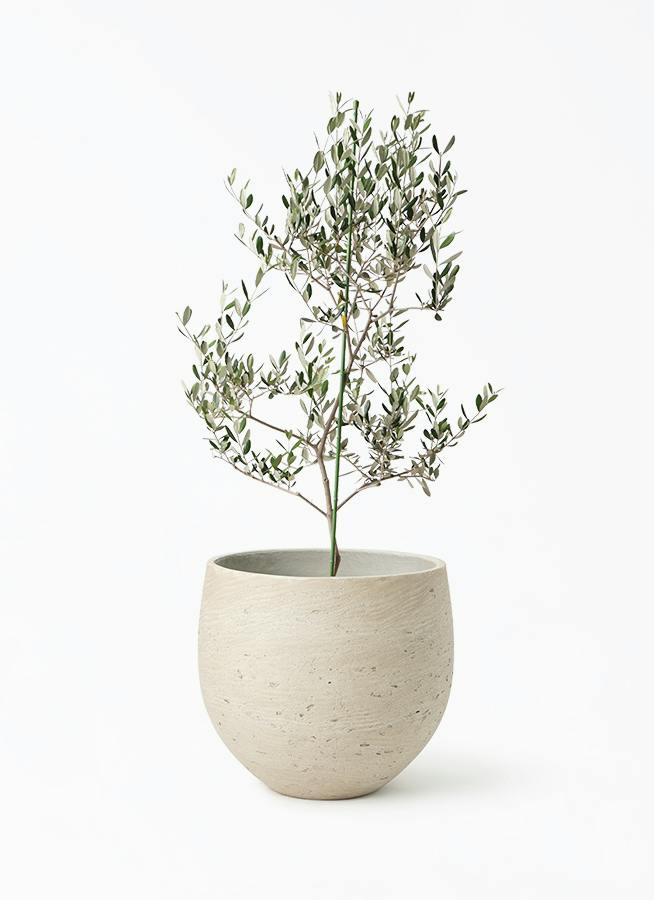 か*い様 オリーブの木,た植物/観葉植物:古木幹極太『幹周り約35㎝』ルッカ。 オリーブの木 ルッカ | 観葉植物 | 送料無料でお届け - Hitohana（ひと