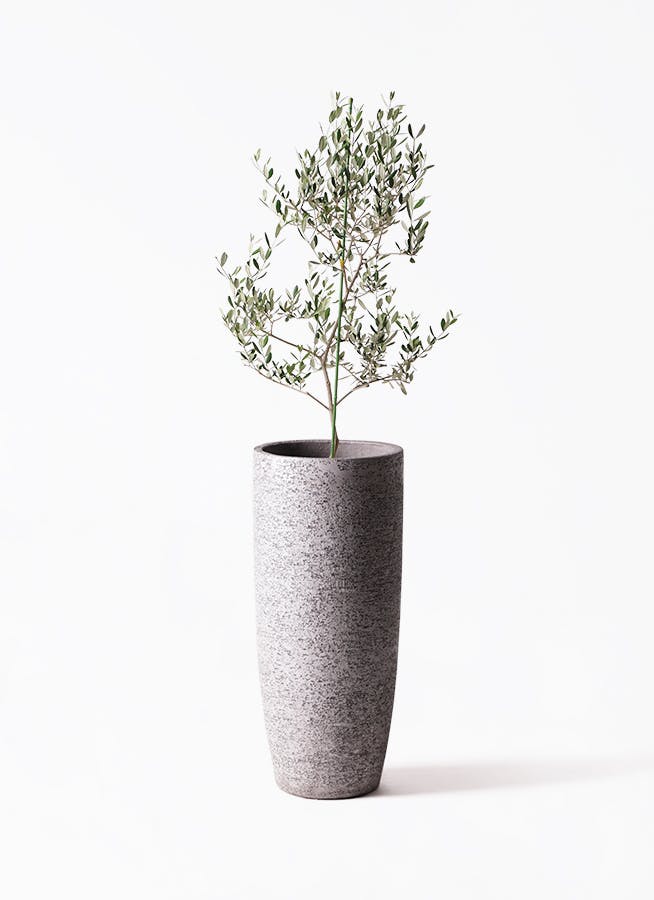 Olive オリーブの木 ルッカ Lucca 5号鉢 オリーブ 観葉植物 オリーブ 8号 ルッカ プラスチック鉢 | 観葉植物なら