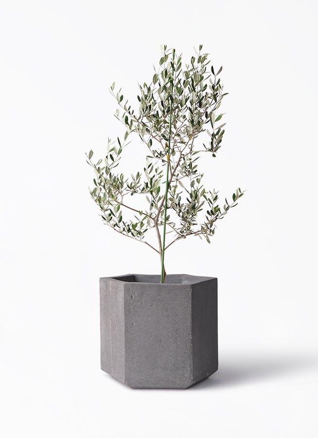 楽天市場】【現品】鉢植え【オリーブの木】ルッカ 自然風樹形