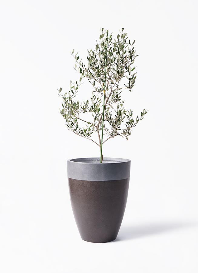 Olive オリーブの木 ルッカ Lucca 5号鉢 オリーブ olive-lucca-50_1.jpg?1739329975