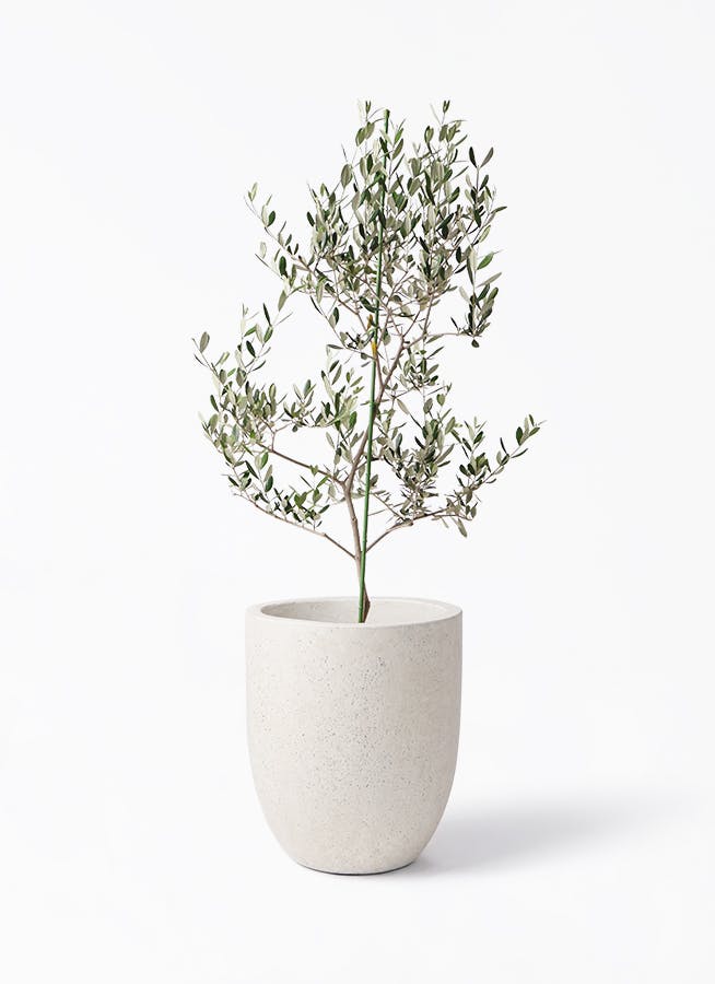 オリーブの木 ルッカ | 観葉植物 | 送料無料でお届け - Hitohana