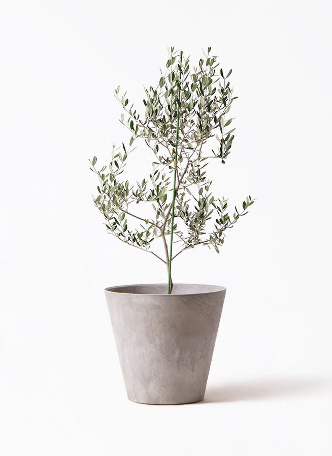 オリーブの木 ルッカ | 観葉植物 | 送料無料でお届け - Hitohana