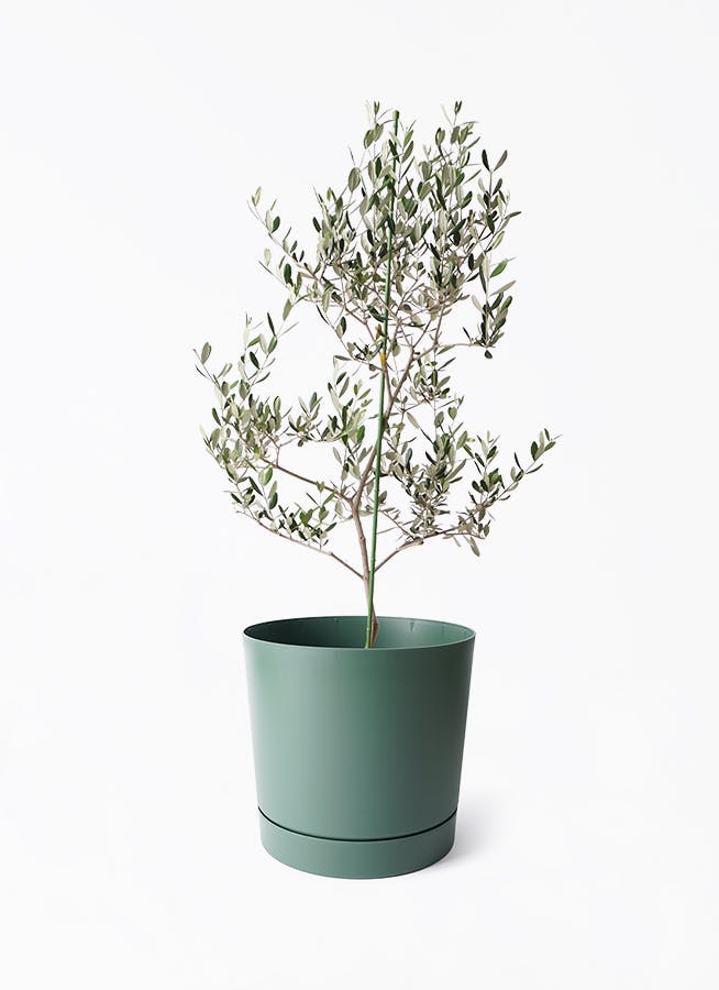オリーブの木,た植物/観葉植物ルッカ『特大、綺麗な樹形。幹太❗️樹高約200㌢ オリーブの木,た植物/観葉植物ルッカ『特大、綺麗な樹形。樹高約