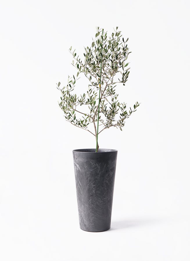 オリーブの木　ルッカ　10号　約160cm　K-47　一点物　人気品種 オリーブの木 ルッカ | 観葉植物 | 送料無料でお届け - Hitohana