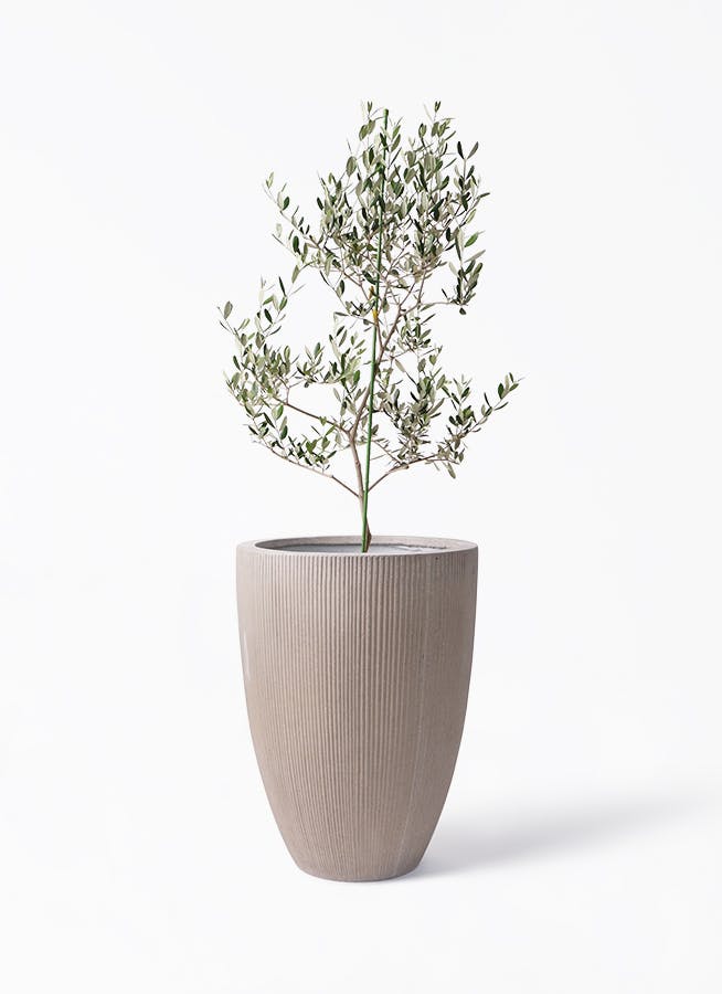 オリーブの木 ルッカ | 観葉植物 | 送料無料でお届け - Hitohana（ひと