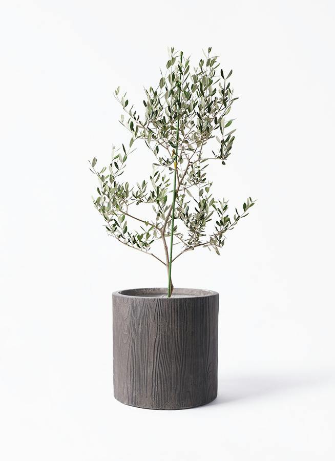 オリーブの木 ルッカ | 観葉植物 | 送料無料でお届け - Hitohana（ひと