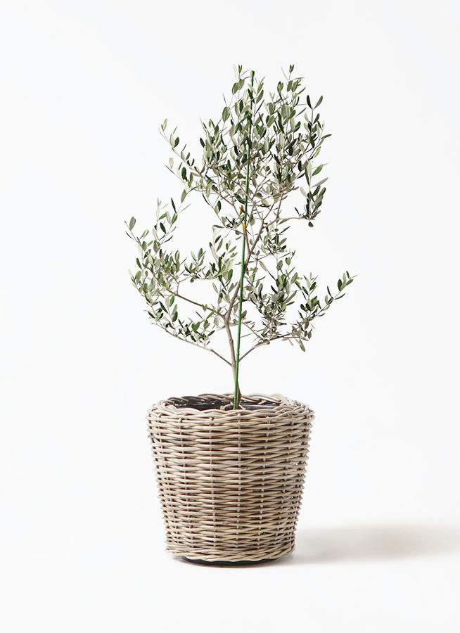 オリーブの木 ルッカ | 観葉植物 | 送料無料でお届け - Hitohana（ひと