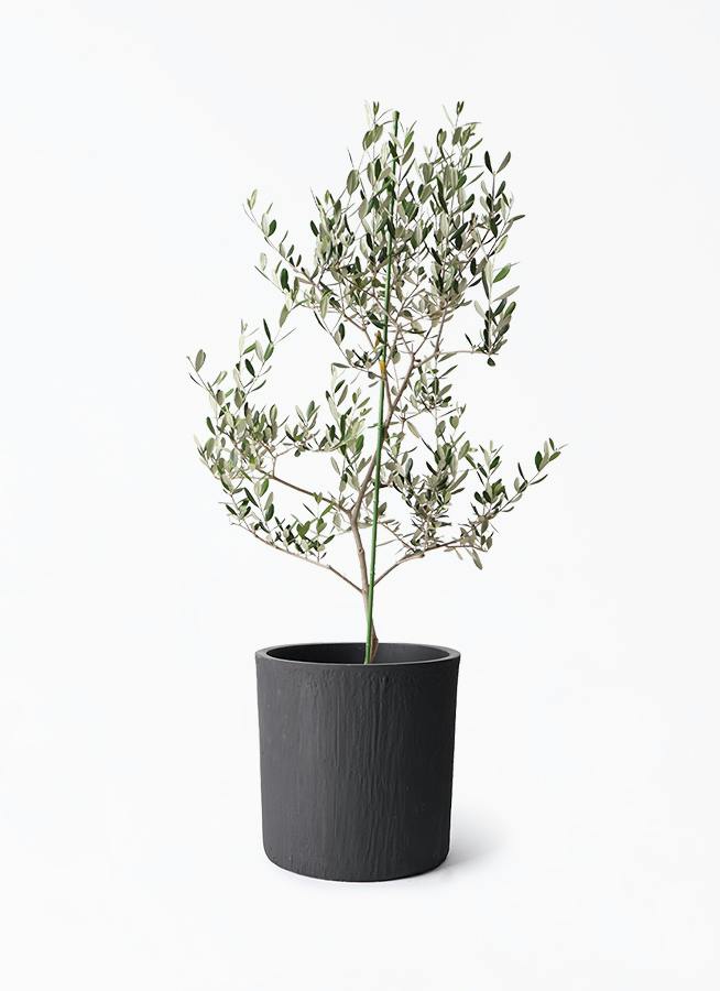 オリーブの木 ルッカ | 観葉植物 | 送料無料でお届け - Hitohana（ひと