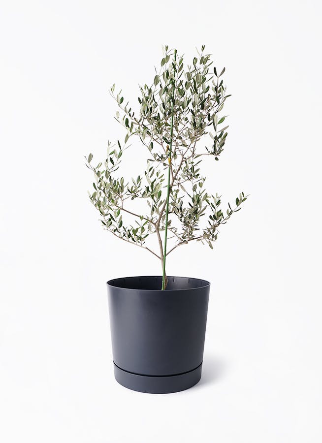 オリーブの木 ルッカ | 観葉植物 | 送料無料でお届け - Hitohana