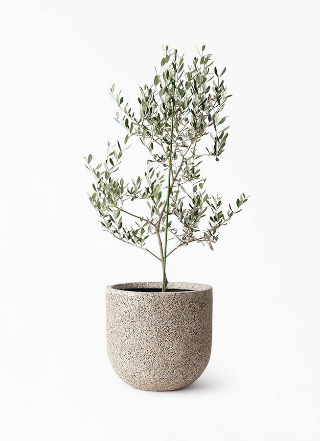 小倉園のオリーブ ルッカ | 観葉植物通販HitoHana(ひとはな)