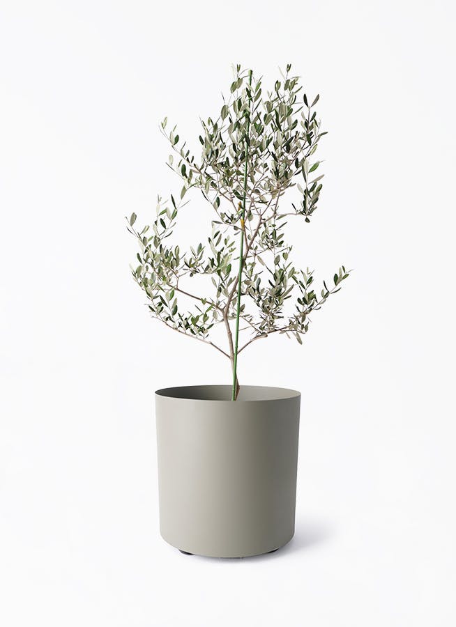 オリーブの木 ルッカ | 観葉植物 | 送料無料でお届け - Hitohana