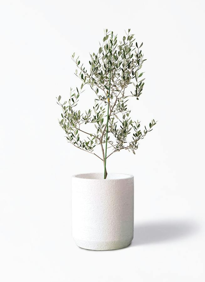 観葉植物 オリーブの木 8号 バロウニ Eco Stone (エコストーン