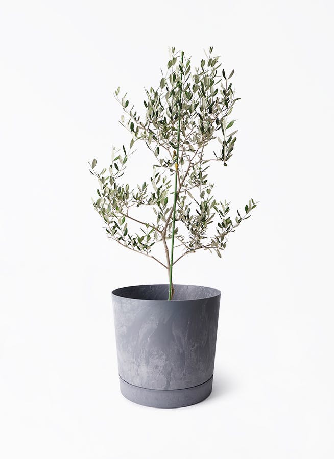 オリーブの木 ルッカ | 観葉植物 | 送料無料でお届け - Hitohana