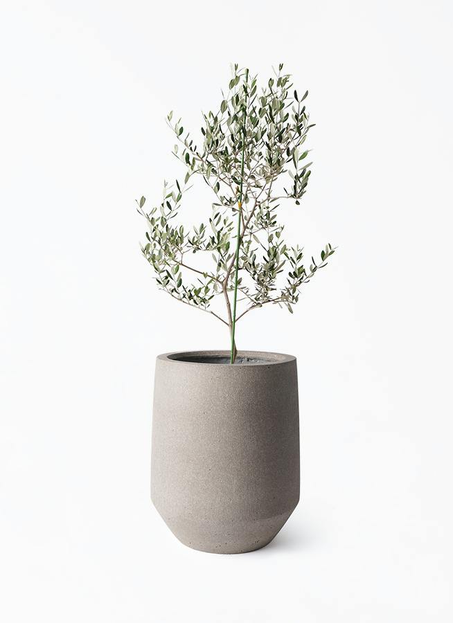 オリーブの木 ルッカ | 観葉植物 | 送料無料でお届け - Hitohana（ひと