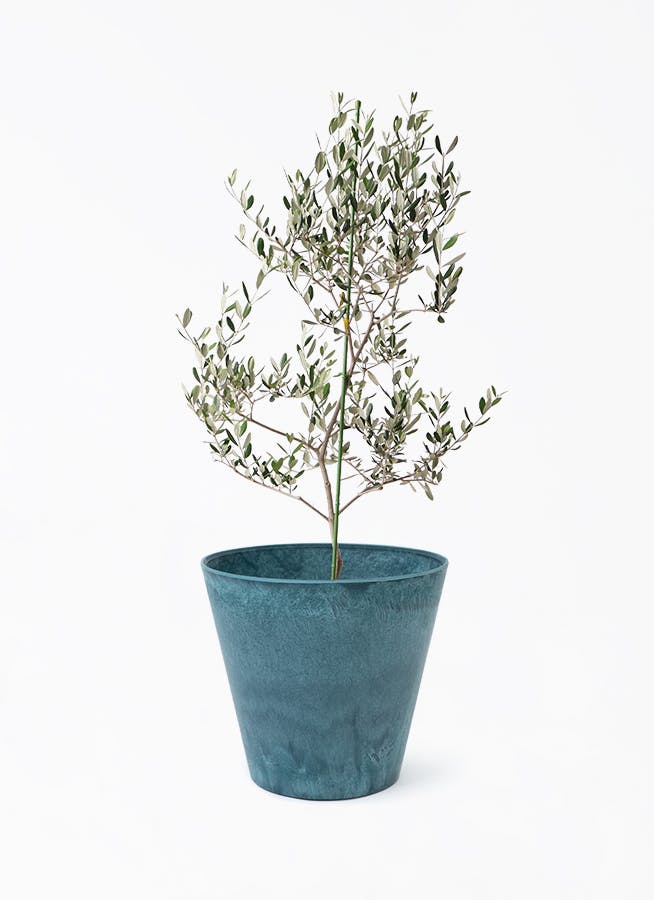 オリーブの木 ルッカ | 観葉植物 | 送料無料でお届け - Hitohana