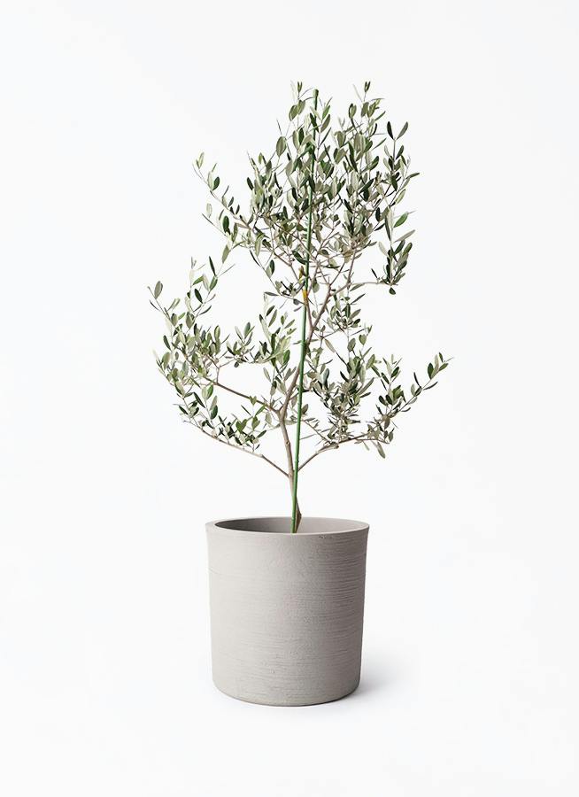 オリーブの木 ルッカ | 観葉植物 | 送料無料でお届け - Hitohana（ひと