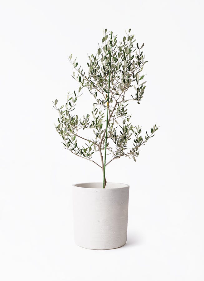 オリーブの木 ルッカ | 観葉植物 | 送料無料でお届け - Hitohana（ひと