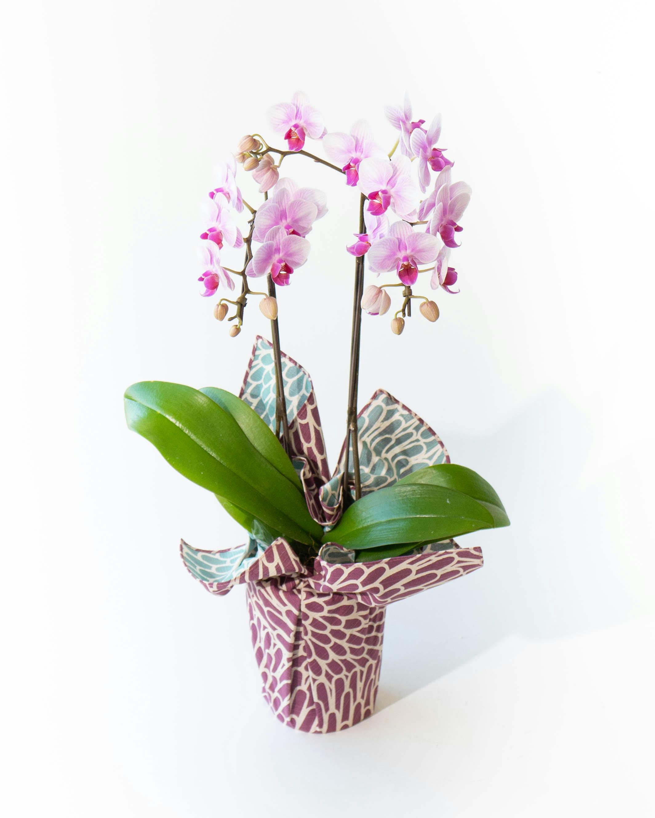 お供え】ミディ胡蝶蘭 ピンク 2本立ち 風呂敷包み | 胡蝶蘭なら