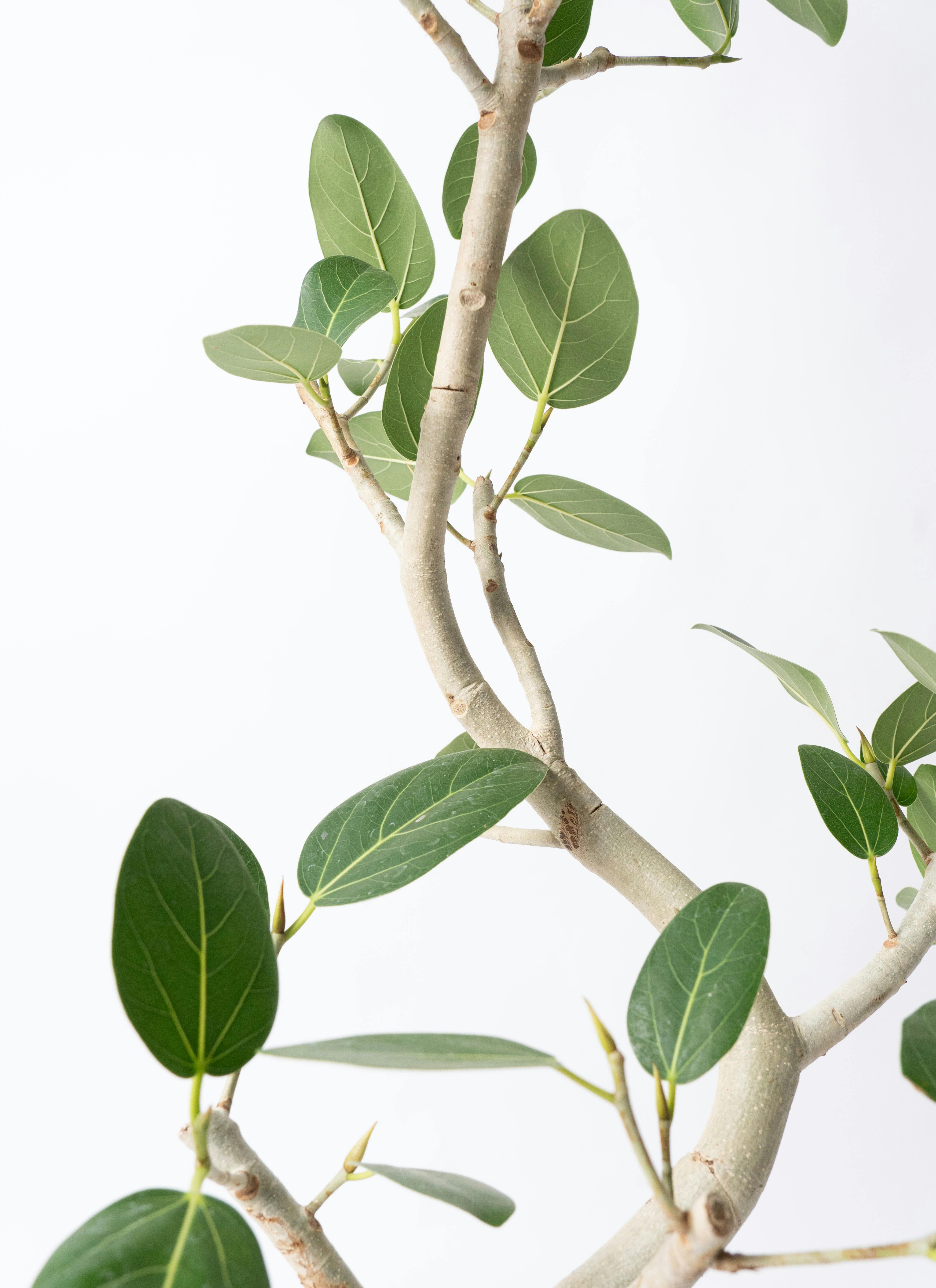 フィカス　ベンガレンシス　7 フィカス・ベンガレンシス 7号の通販 | GreenSnap STORE