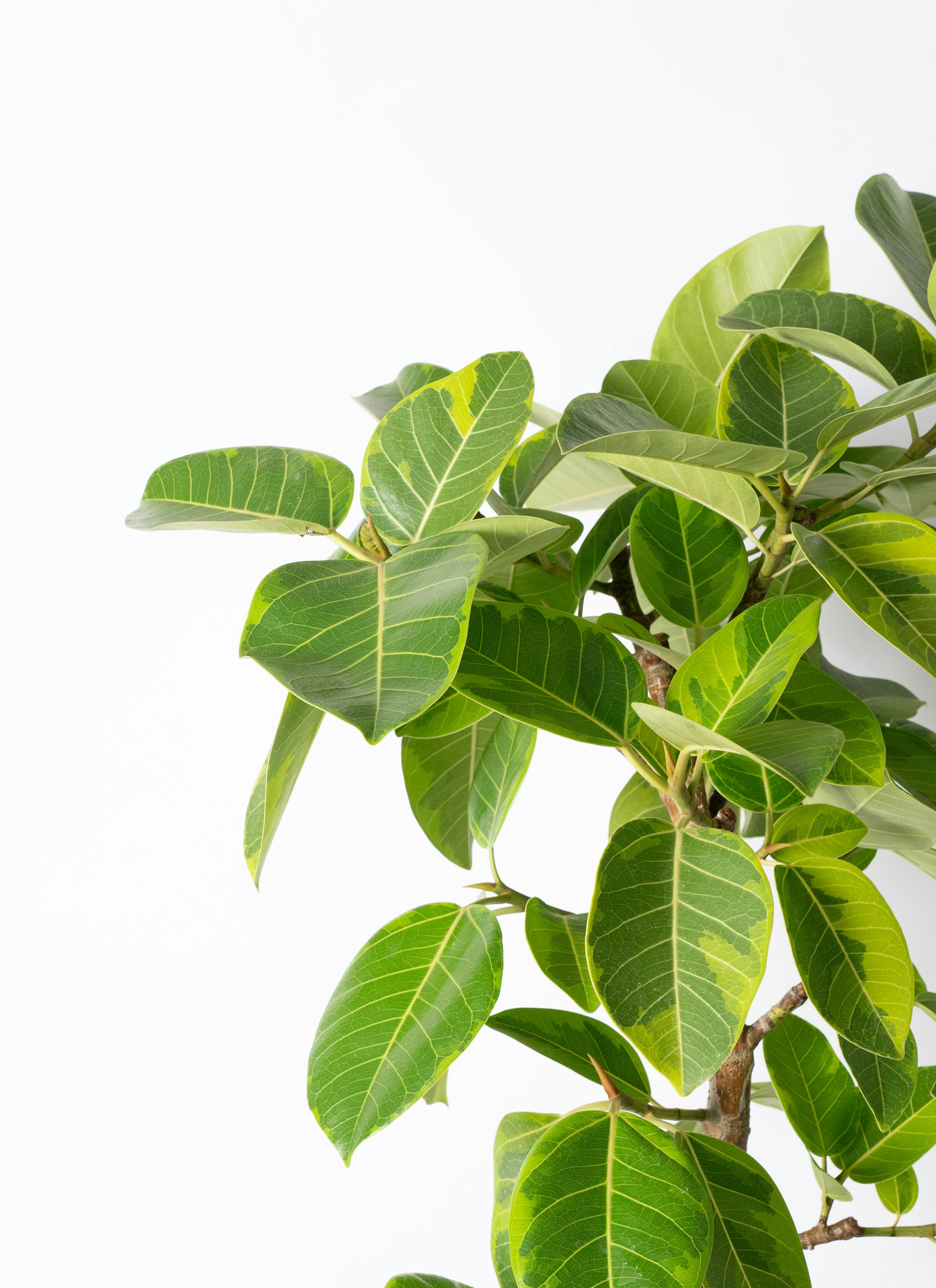 観葉植物 フィカス アルテシーマ 10号 曲り プラスチック鉢 / 天久