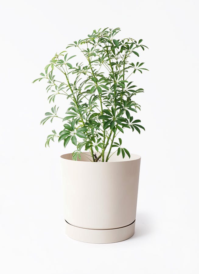 シェフレラ コンパクタ | 観葉植物ならHitohana（ひとはな）
