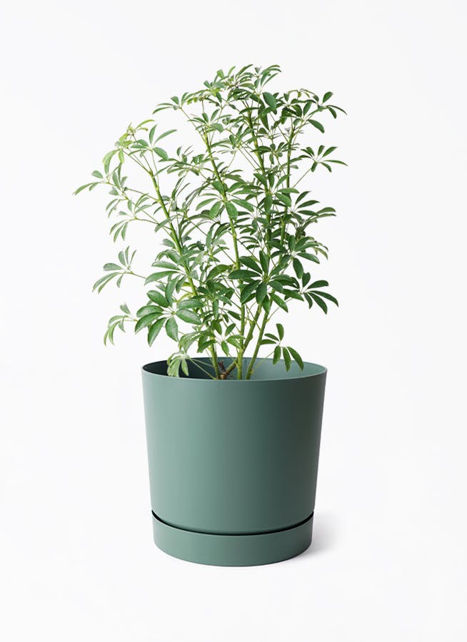 観葉植物 シェフレラ コンパクタ 5号 プロスパー トゥーボ パイン