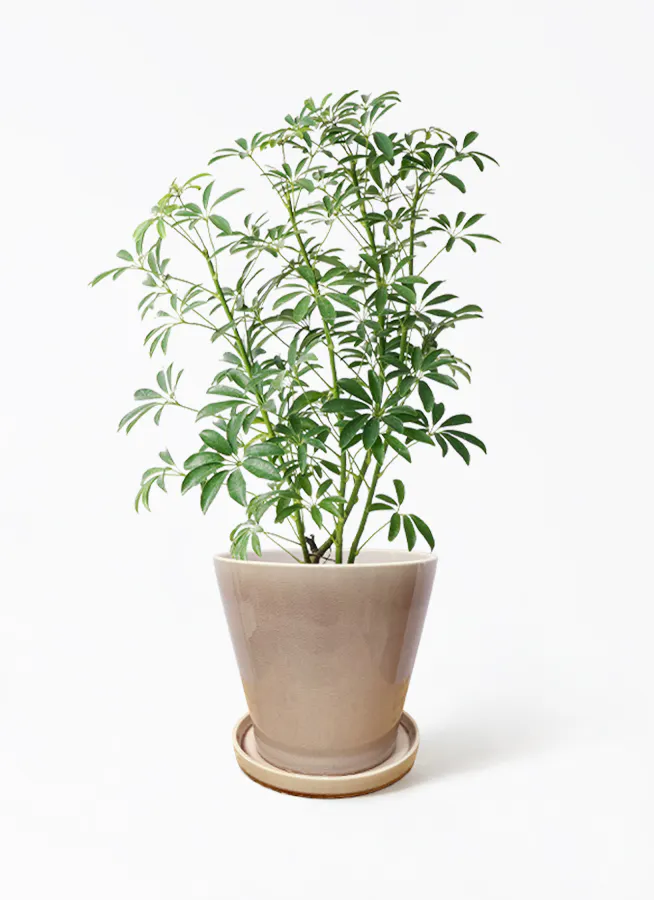 観葉植物 シェフレラの通販 | HitoHana（ひとはな）