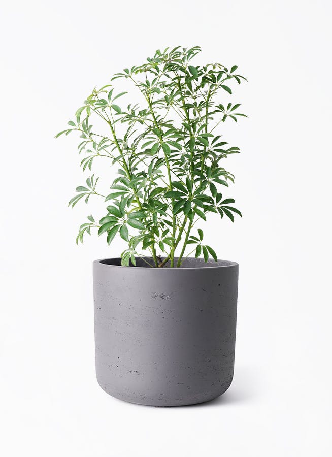 シェフレラ　コンパクタ　♻️リユース観葉植物 シェフレラ コンパクタ 6号 | 観葉植物通販 HitoHana（ひとはな）