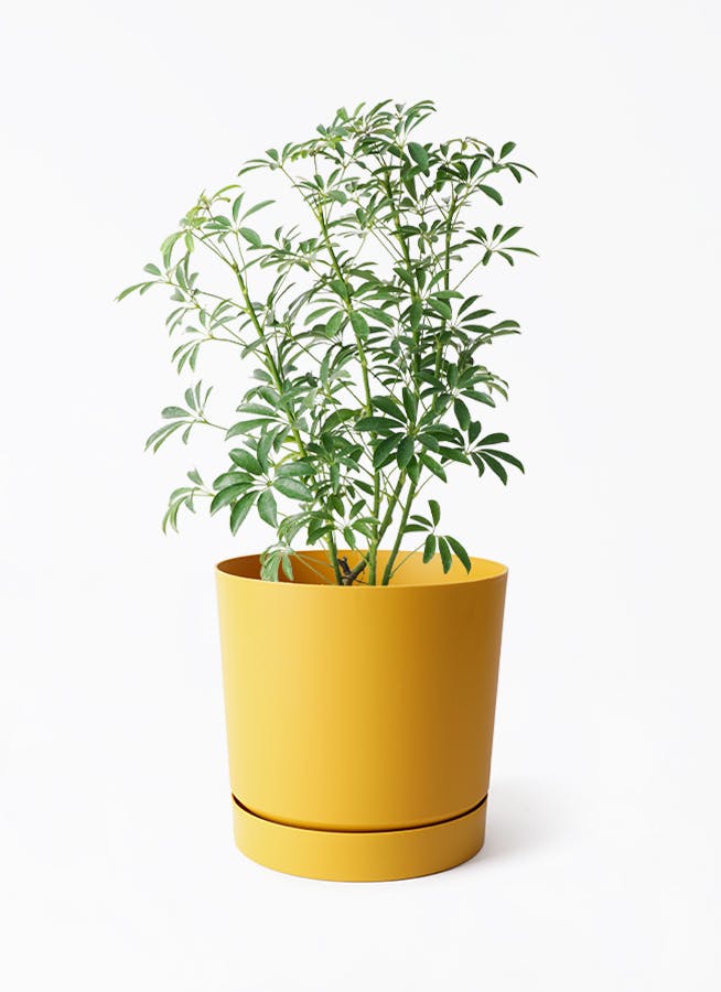 観葉植物 シェフレラ コンパクタ 陶器鉢　植え替え済み　Ｂ シェフレラ（緑葉：コンパクタ） 白色 丸型 陶器鉢 小葉の品種