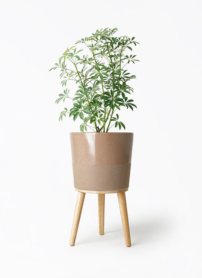 観葉植物 シェフレラ コンパクタ 陶器鉢　植え替え済み 観葉植物 シェフレラ コンパクタ 5号 ベラ ピンクパープル 付き