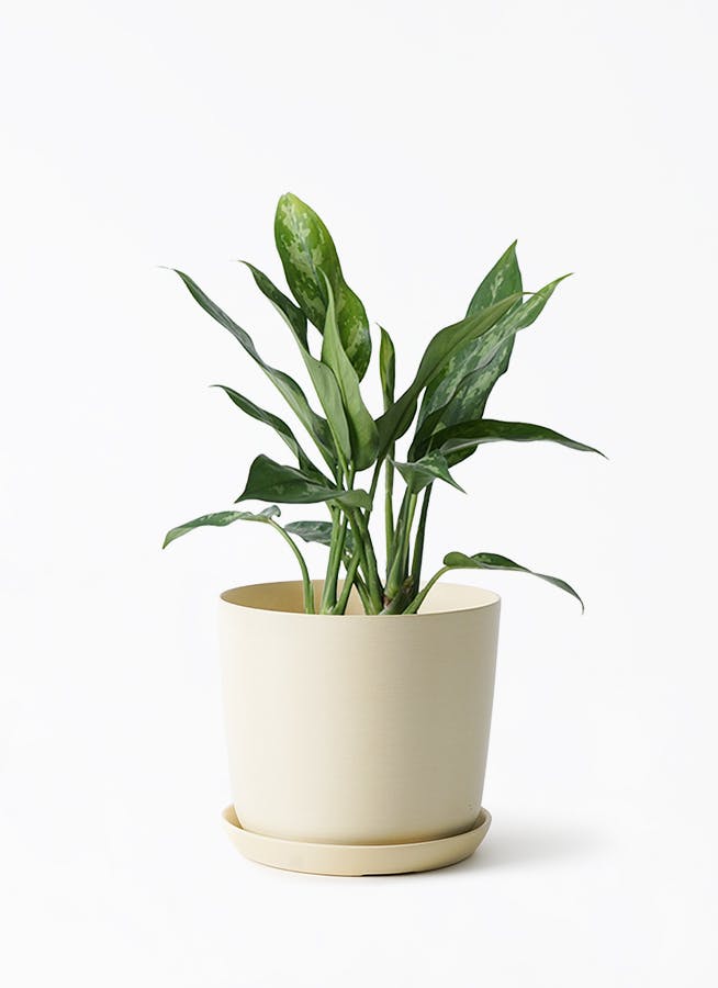 マニラヤシ。観葉植物 。鉢ごと無料で発送致します。 マニラヤシ。観葉植物。鉢ごと無料で発送致します。