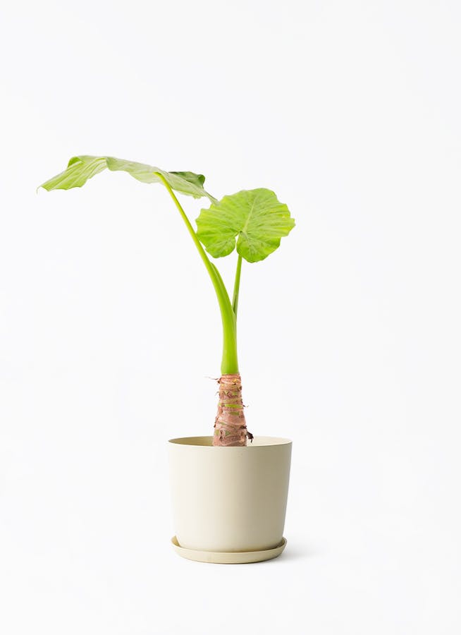 観葉植物 エバーフレッシュ 6号 プラスチック鉢 エステリ ベージュ