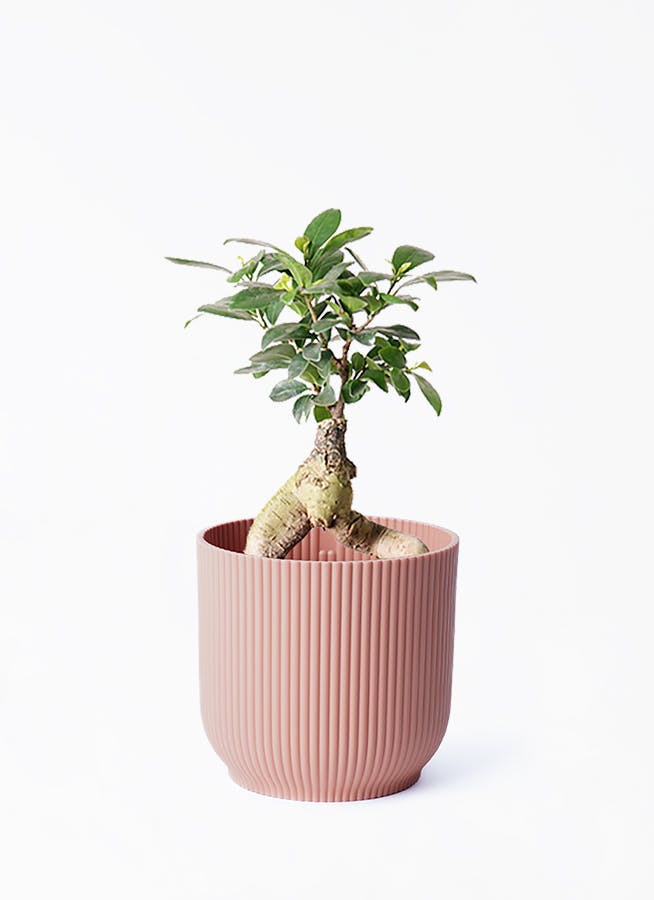 ガジュマル 観葉植物 そのまま発送② 【公式通販】