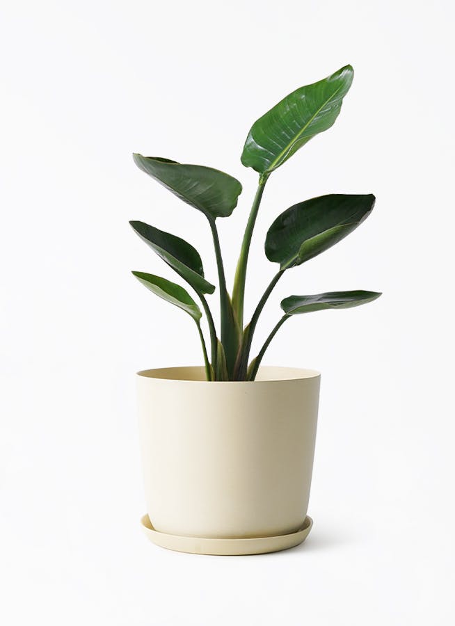 植葉香澄　キメラ　置物 値下げしました 植葉香澄 「 キメラ 」 水注 - レトロ ＆アート空間 「 古美術