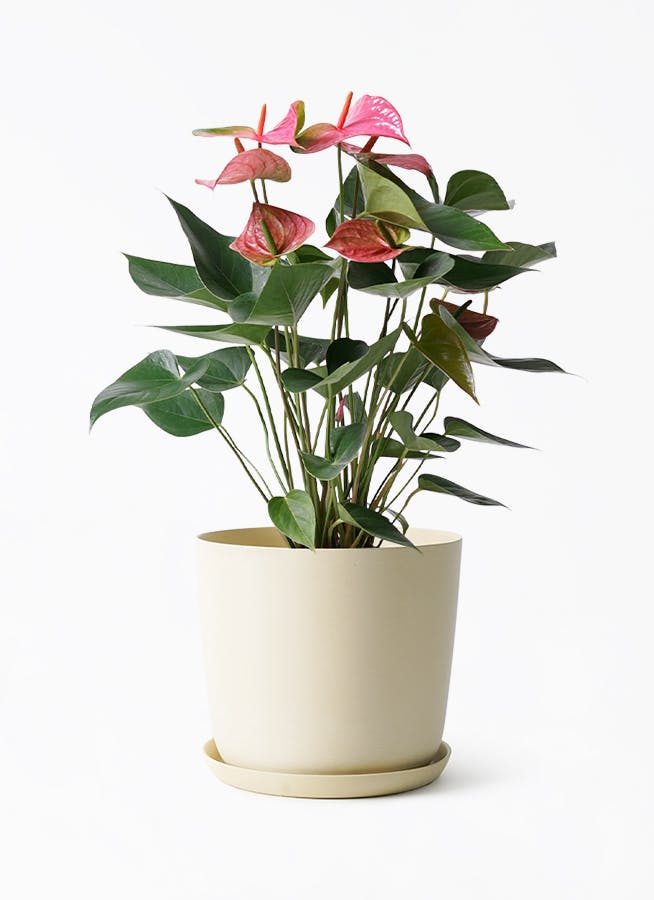 中型の観葉植物 | 通販専門店 HitoHana（ひとはな）