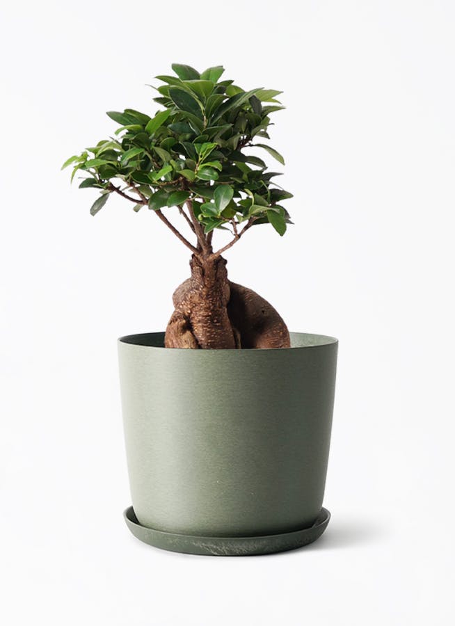 中型の観葉植物 | 通販専門店 HitoHana（ひとはな）