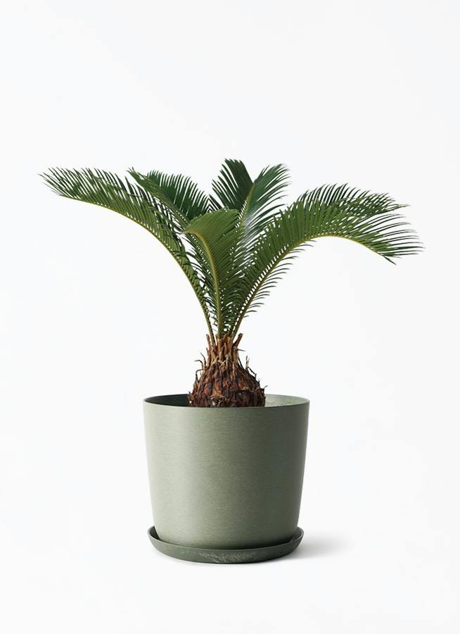 ソテツ | 観葉植物の通販ならHitoHana（ひとはな）