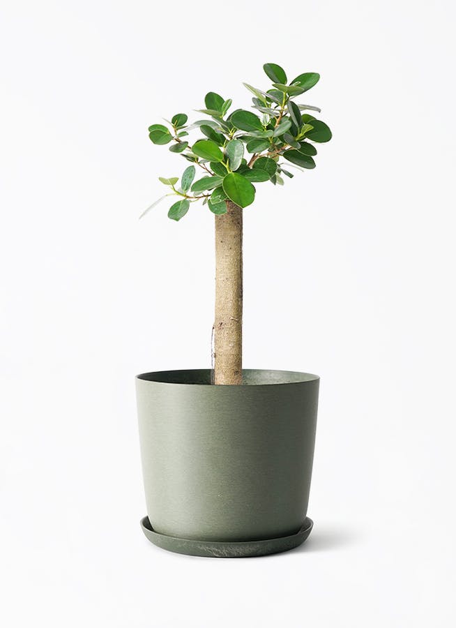 観葉植物 ガジュマル 6号 パンダ 朴仕立て エステリ グリーン 付き